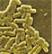 E.Coli